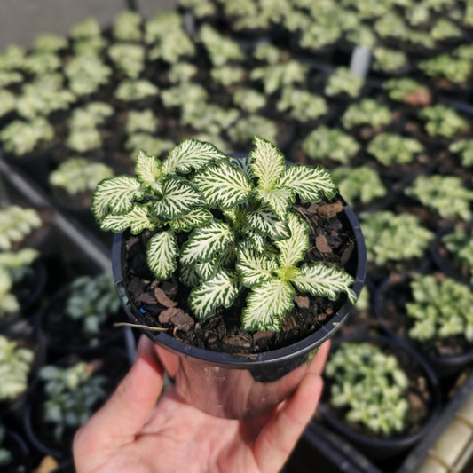 Fittonia Tiger