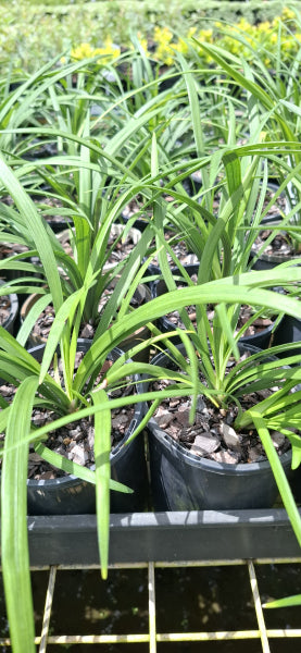 Liriope muscari 'Evergreen Giant'