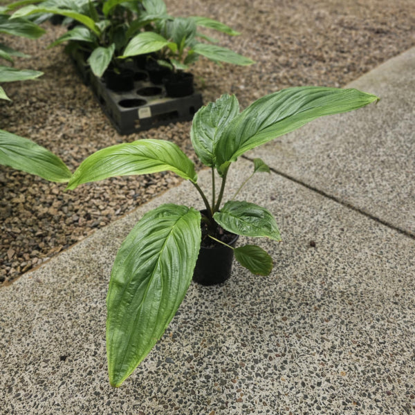 Tacca chantrieri