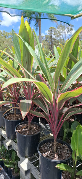 Cordyline fruticosa Pink Diamond