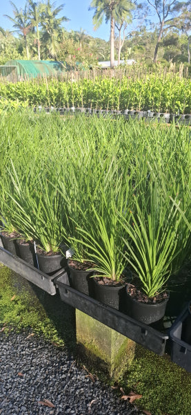 Lomandra Lime Tuff