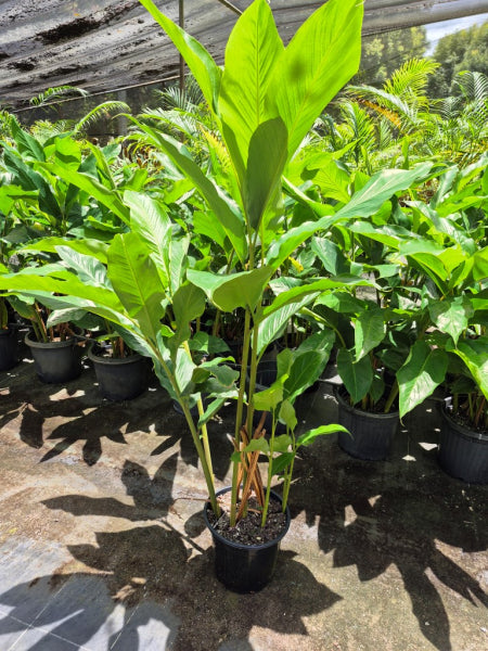 Alpinia zerumbet Upright Shell