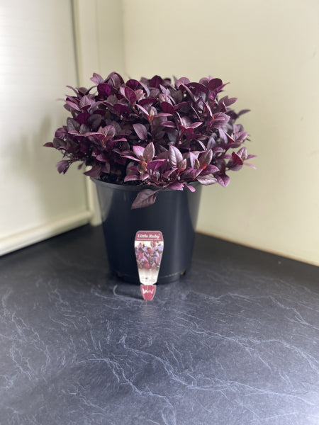 Alternanthera dentata (LRU30) LITTLE RUBY™