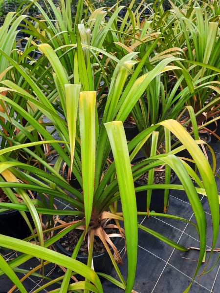 Pandanus utilis