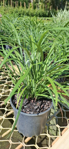 Liriope muscari 'Evergreen Giant'