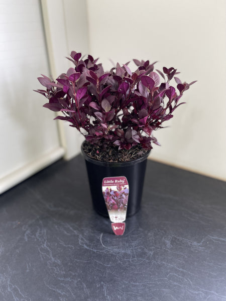 Alternanthera dentata (LRU30) LITTLE RUBY™