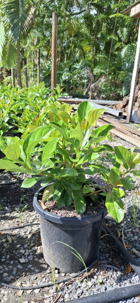 Viburnum odoratissimum Emerald Lustre