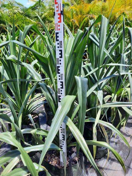 Pandanus pedunculatus