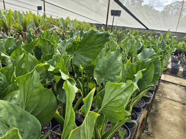 Alocasia cucullata