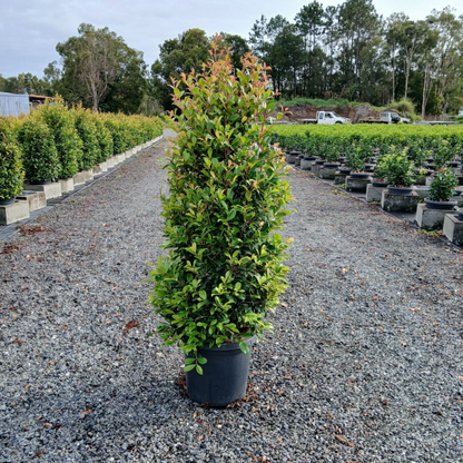 Lilly Pilly 'Resilience' (Syzygium australe)