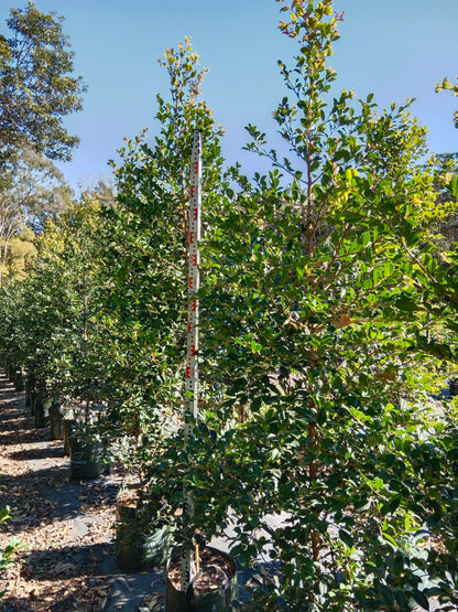 Lilly Pilly 'Resilience' (Syzygium australe)