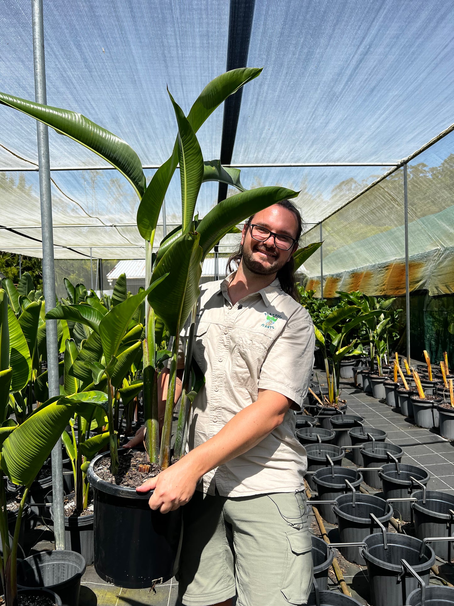 Heliconia 'Hot Rio Nights' -  2 weeks until ready!