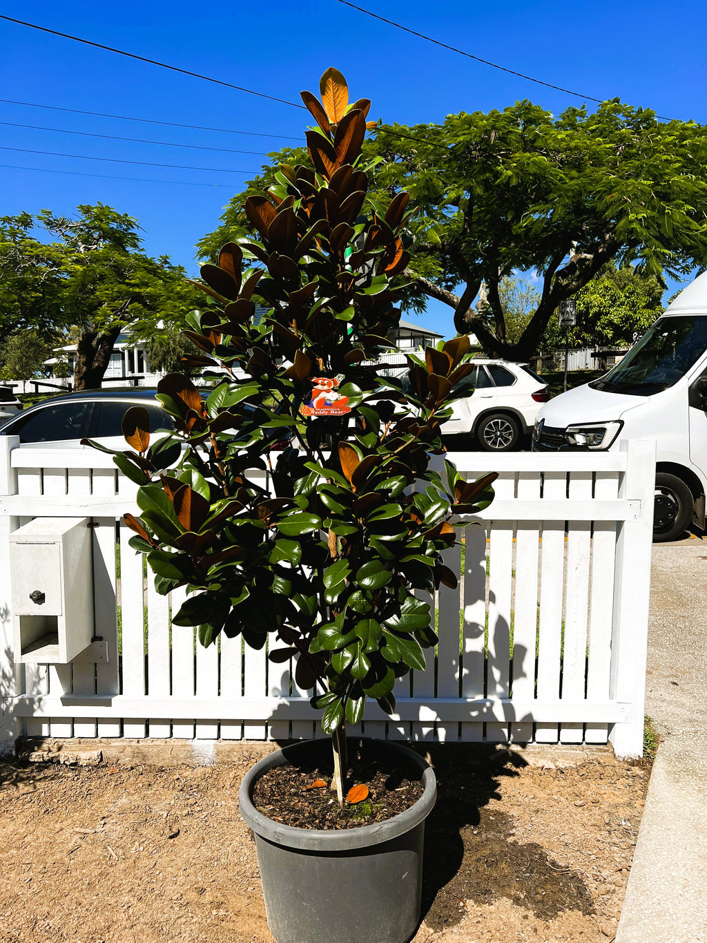 Magnolia 'Teddy Bear'