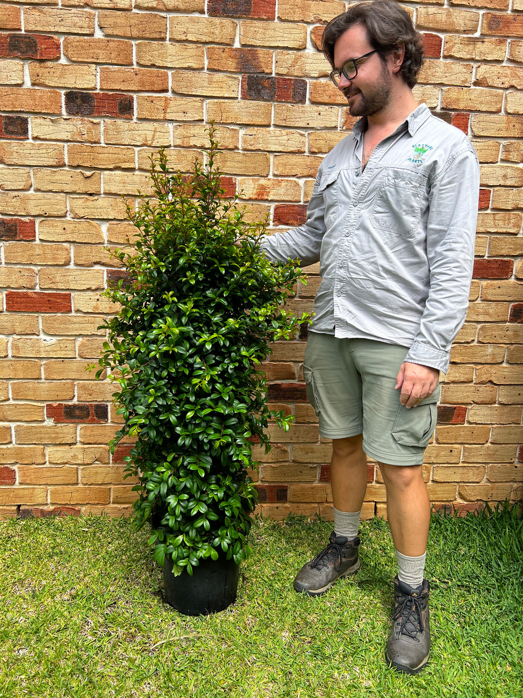 Lilly Pilly (Syzygium australe) Straight and Narrow