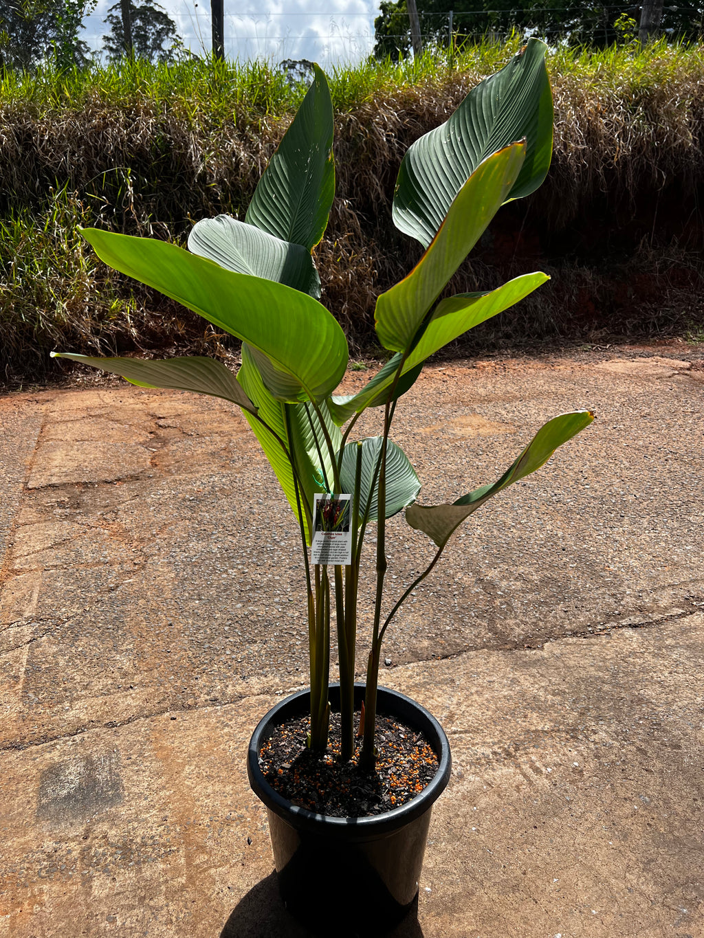 Calathea lutea