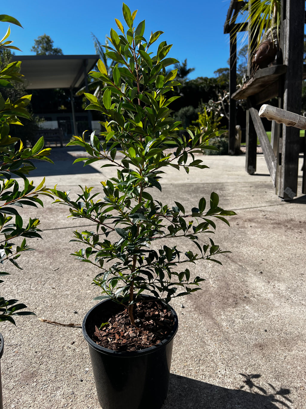 Lilly Pilly 'Select' (Syzygium australe)