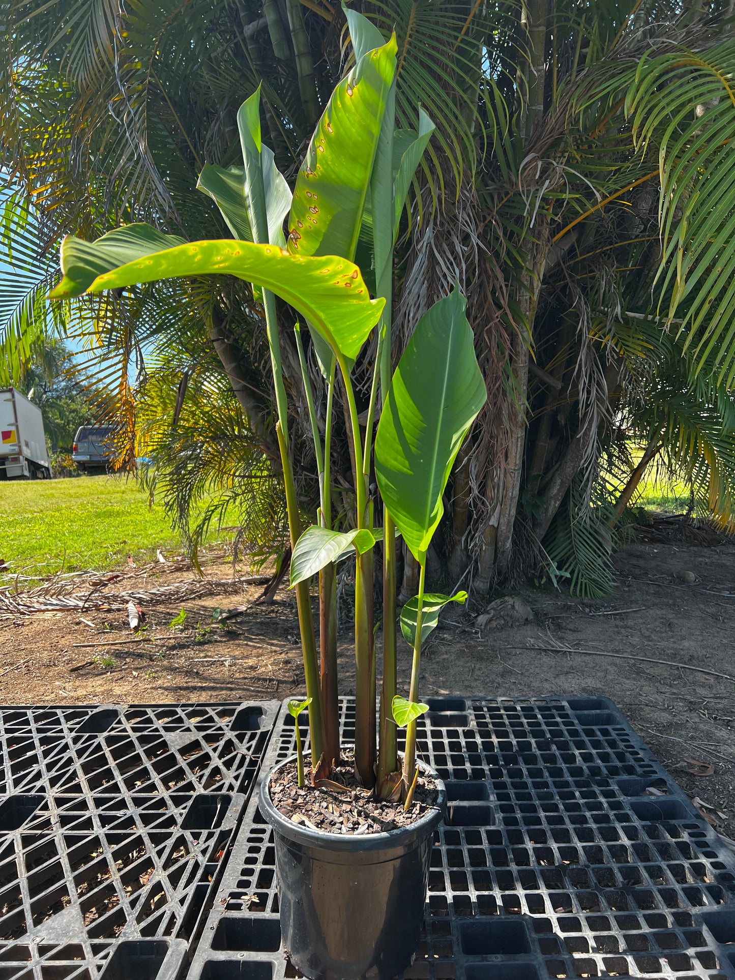 Heliconia Kawauchi