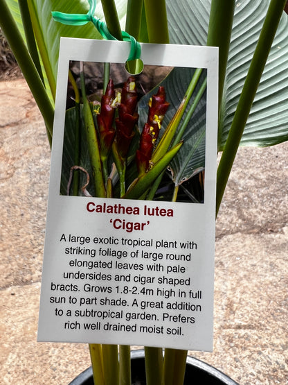 Calathea lutea - Cuban Cigar Plant