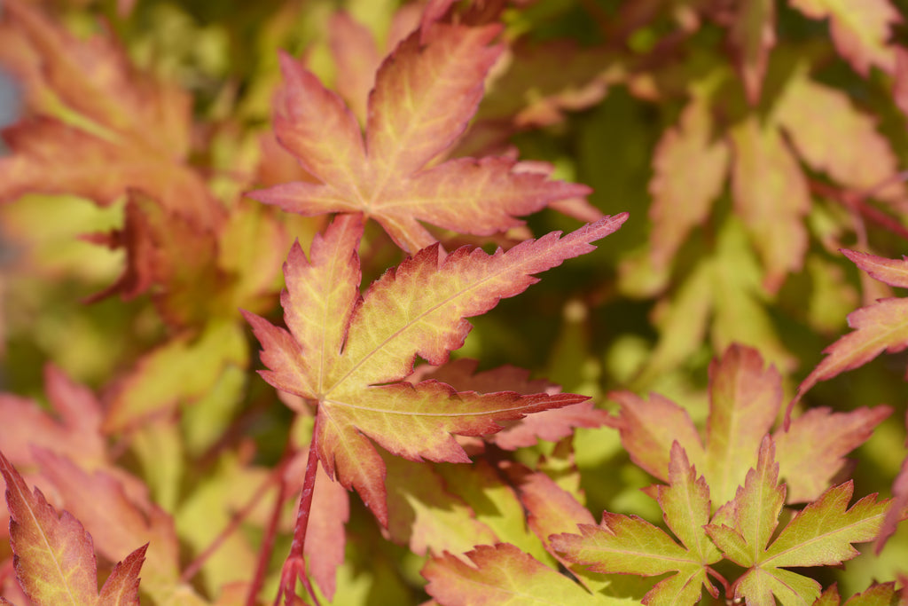 Acer palmatum Sango Kaku