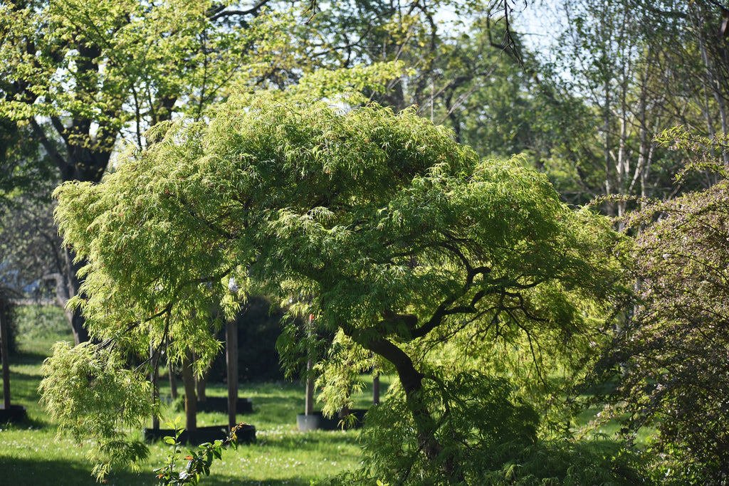 Acer palmatum dissectum Seiryu