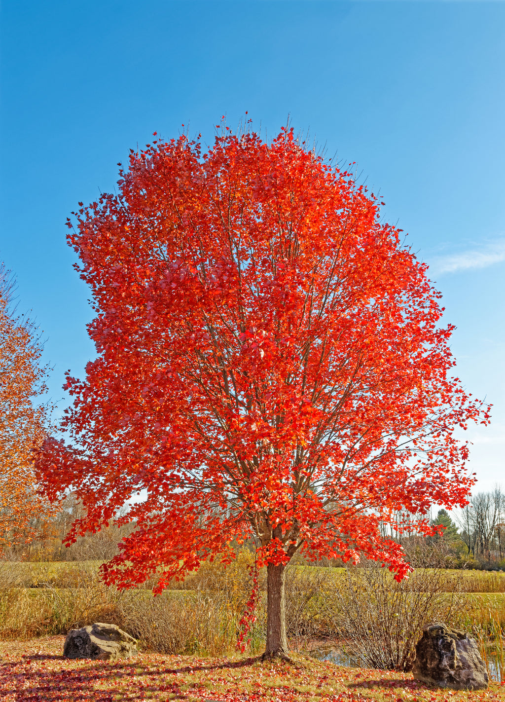 Acer rubrum Fairview Flame