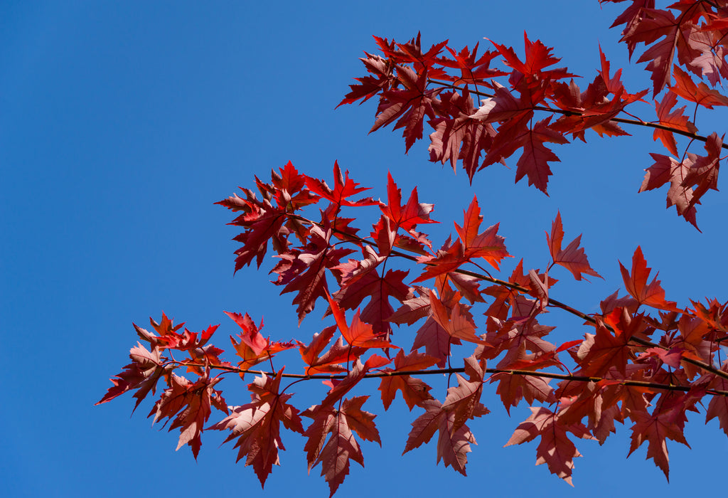 Acer x. freemanii (Jeﬀersred) Autumn blaze