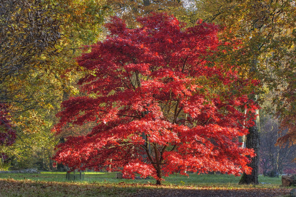 Acer palmatum Japanese Maple