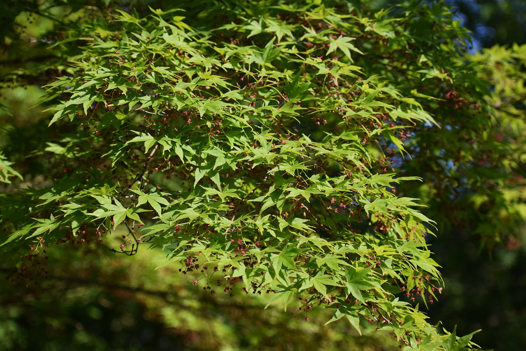 Acer palmatum Sango Kaku