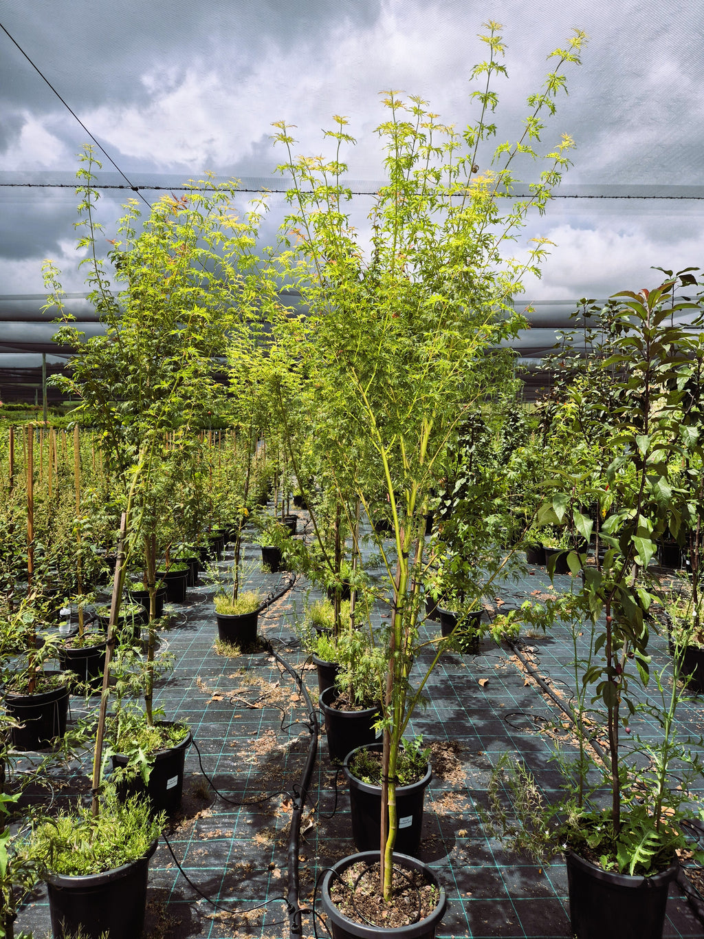 Acer palmatum dissectum Seiryu