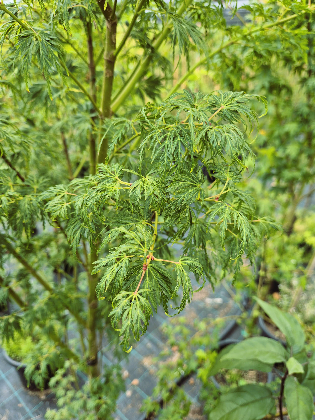 Acer palmatum dissectum Seiryu