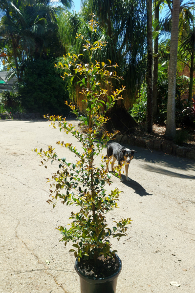 Platypus Plants