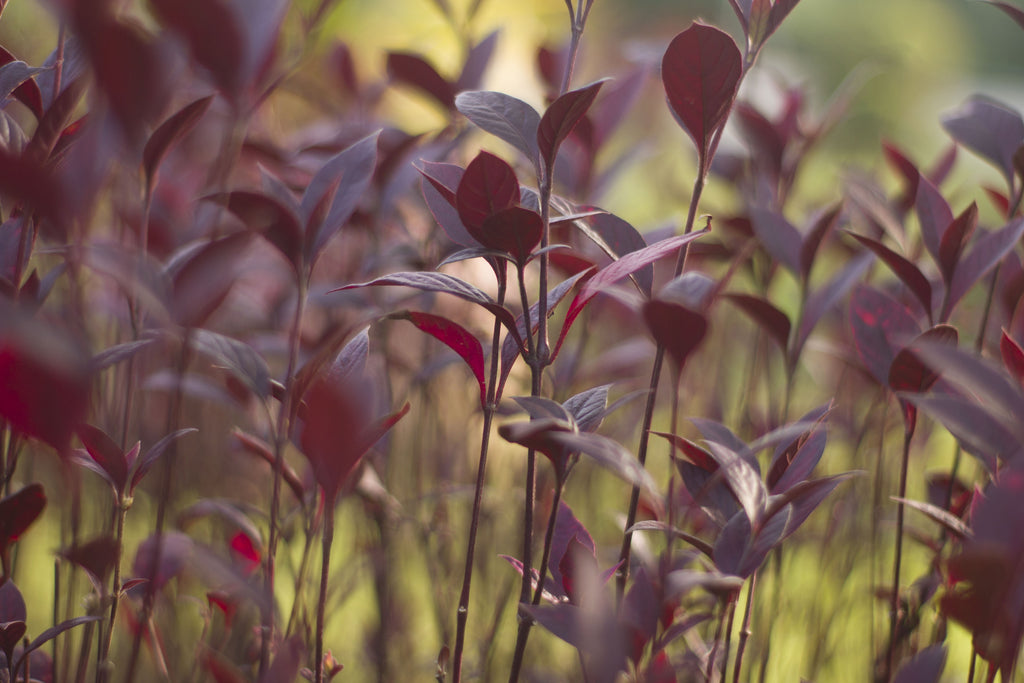 Platypus Plants