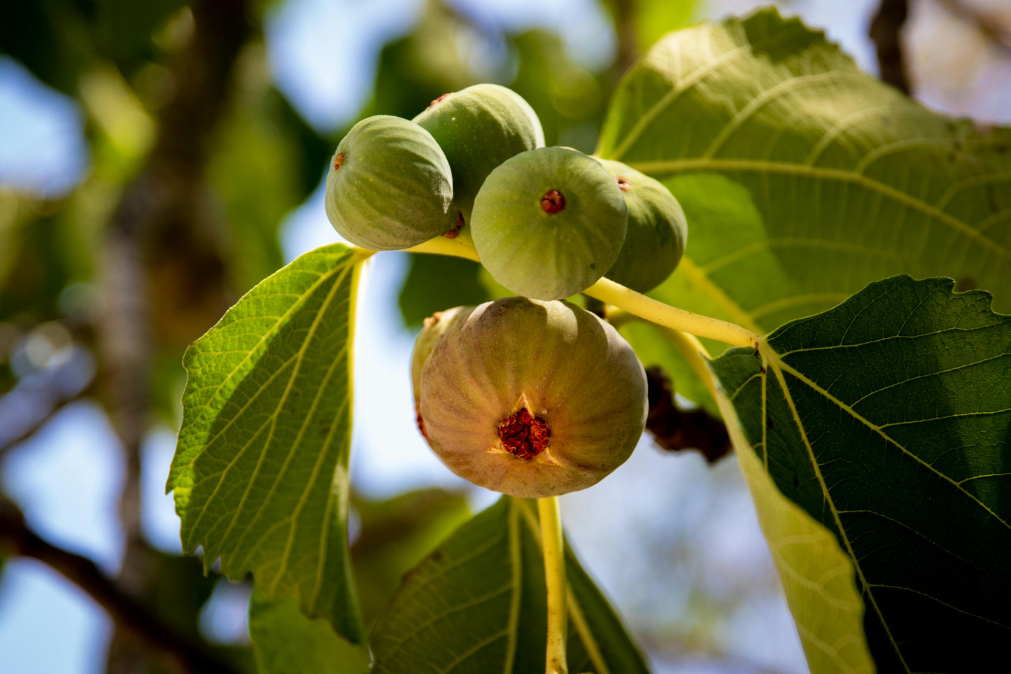 Fig - Adam Ficus carica