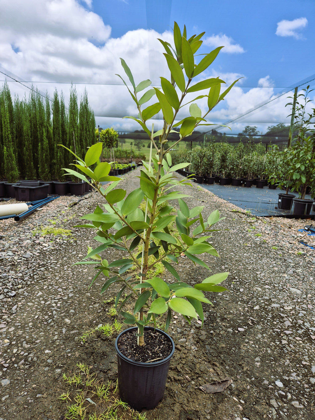 Agathis robusta Kauri Pine