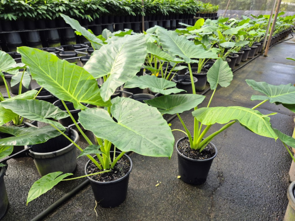 Alocasia brisbanensis Cunjevoi