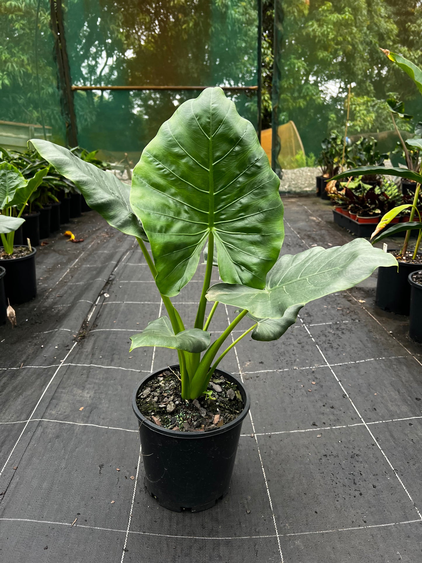 Alocasia macrorrhiza