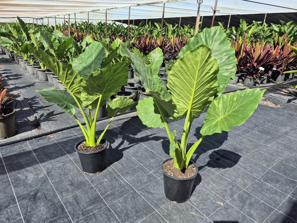 Alocasia macrorrhizos Giant Elephant Ear