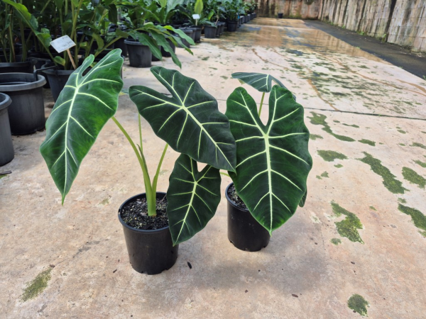 Alocasia micholitziana Frydek Green Velvet