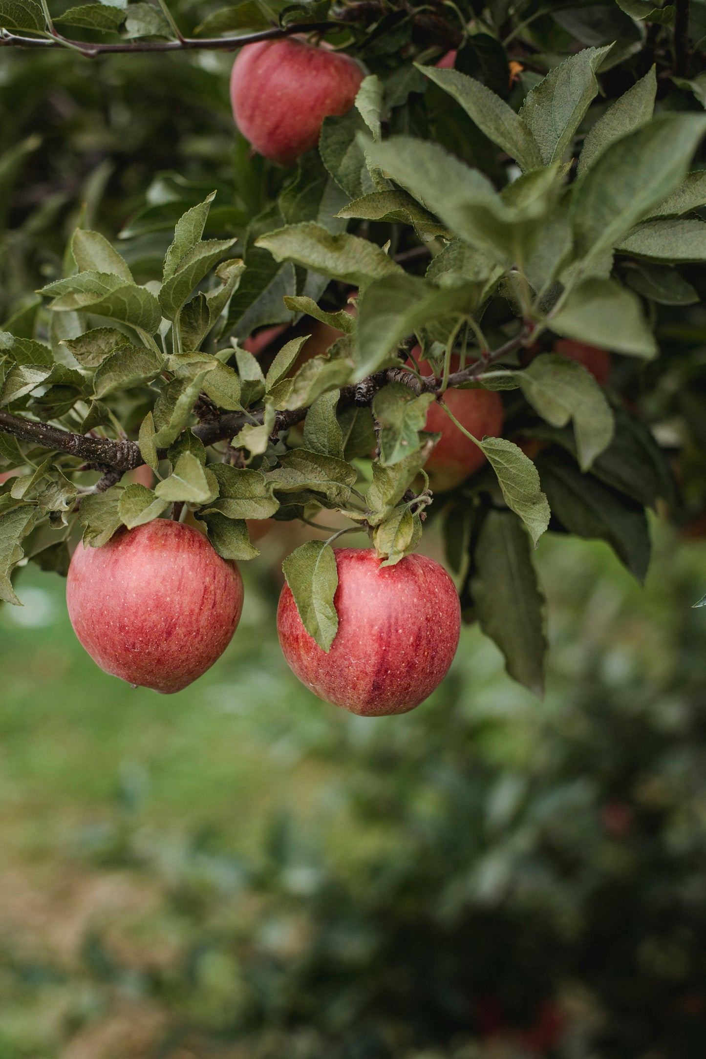 Apple - Gala Dwarf