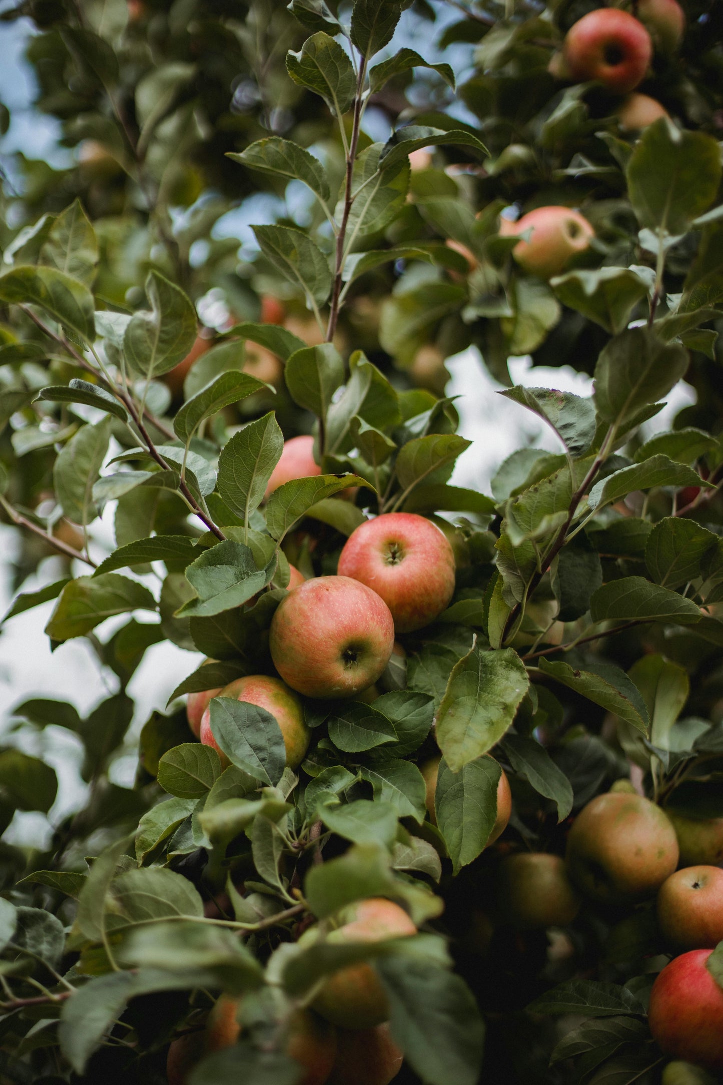 Apple - Pink Lady Dwarf