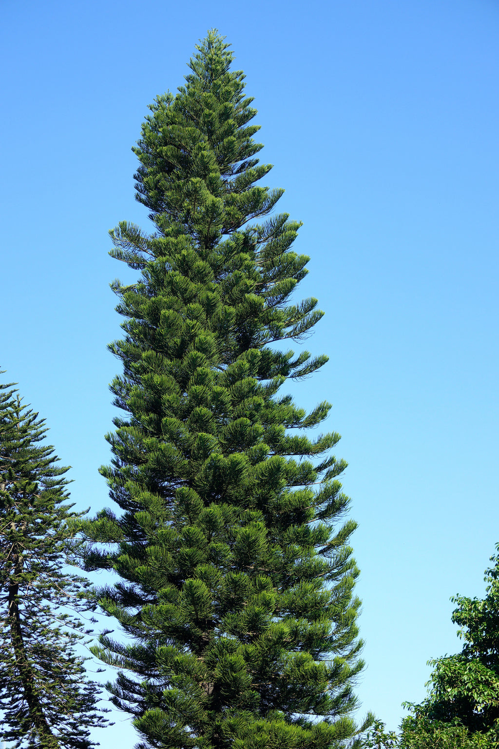 Araucaria cunninghamii Hoop Pine