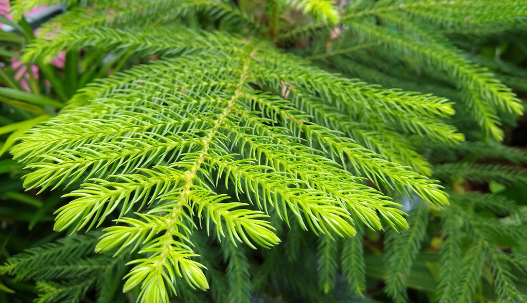 Araucaria cunninghamii Hoop Pine