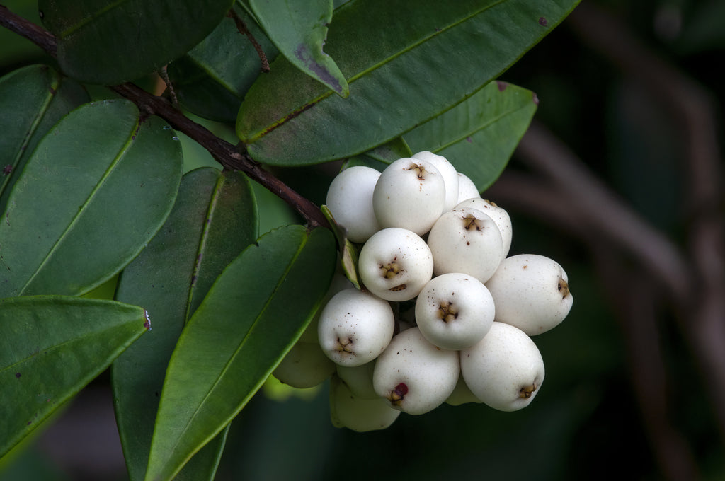 Austromyrtus dulcis