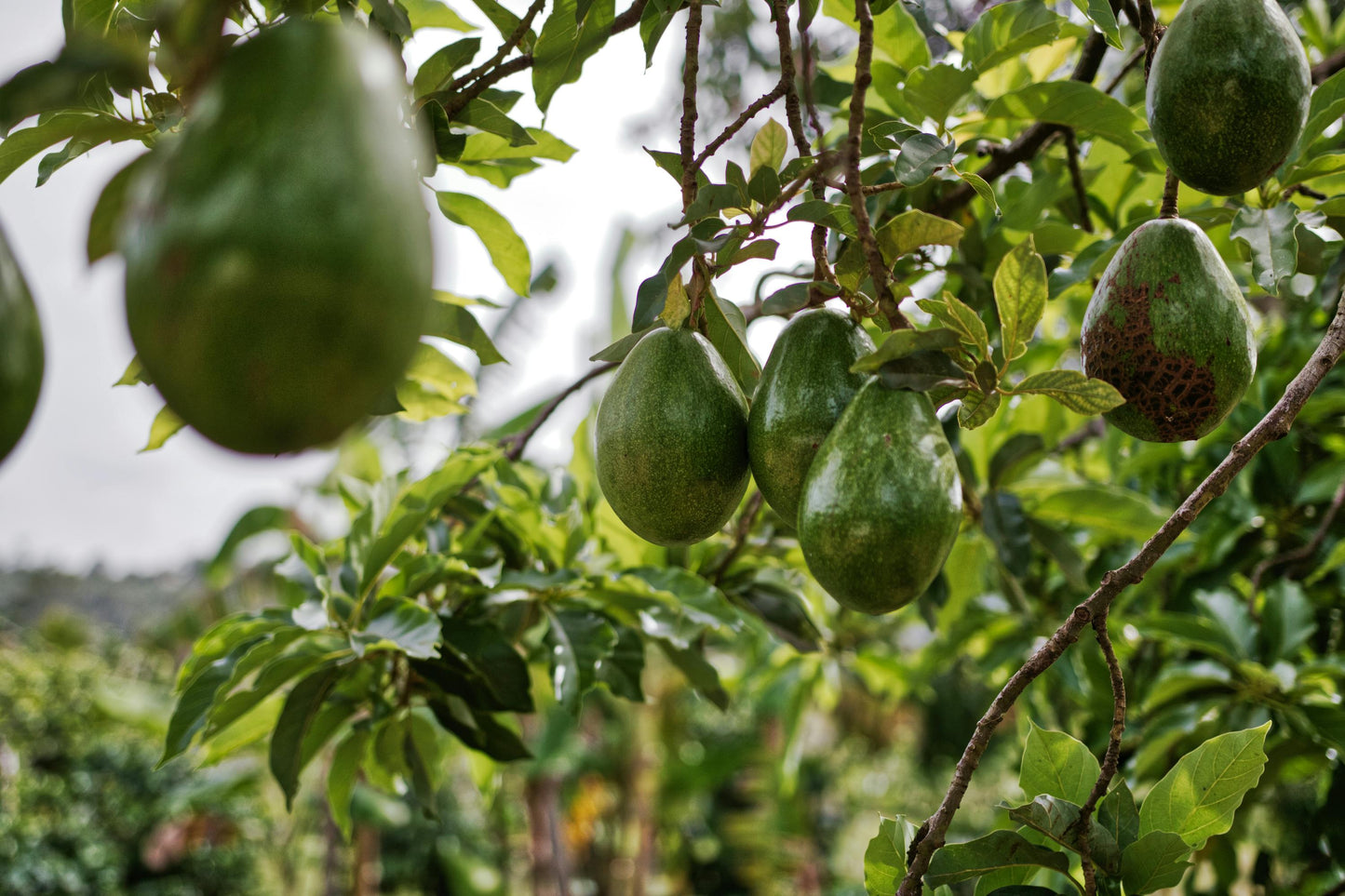 Avocado - Hass - Persea americana - Grafted