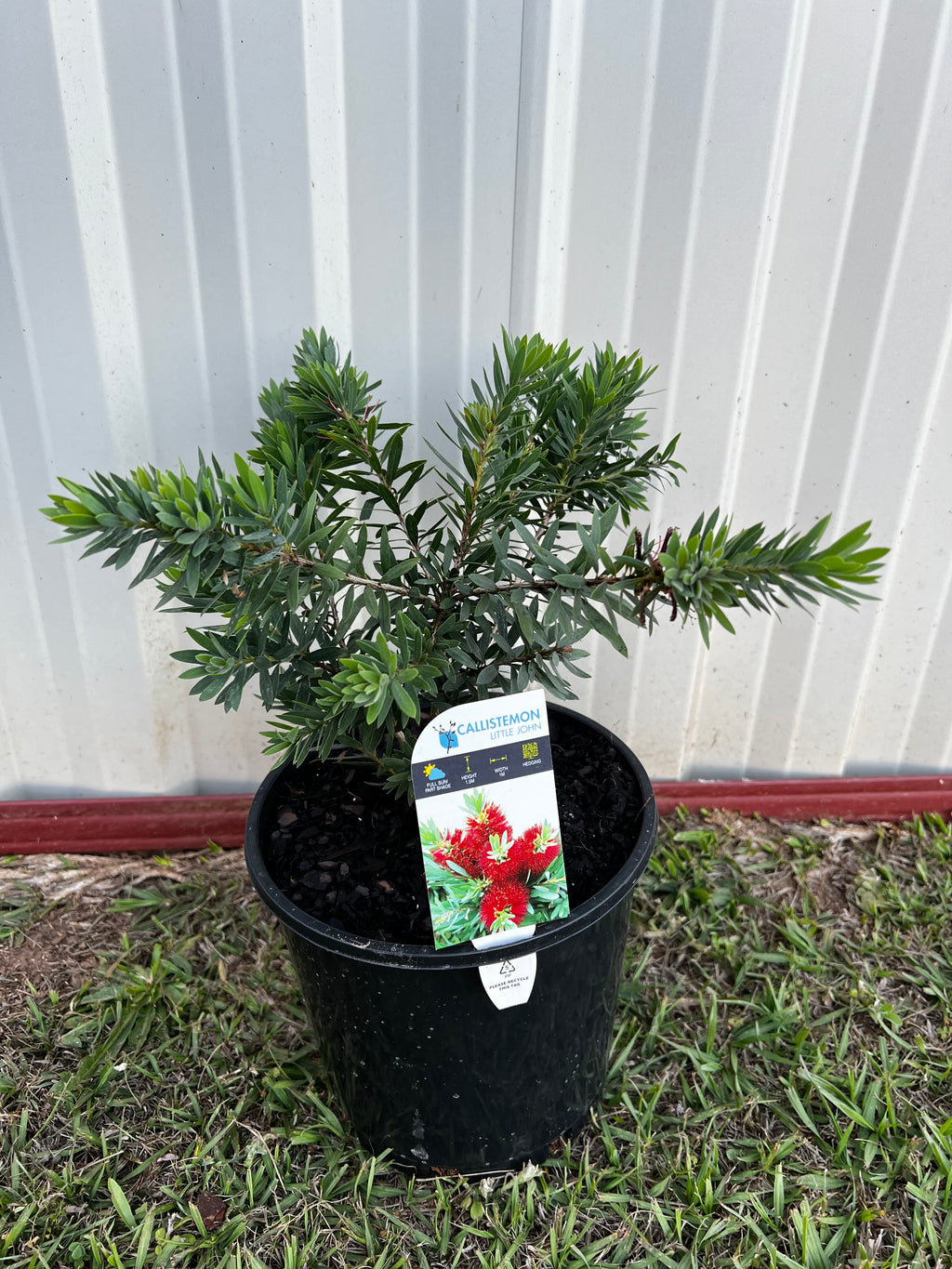 Callistemon Little John