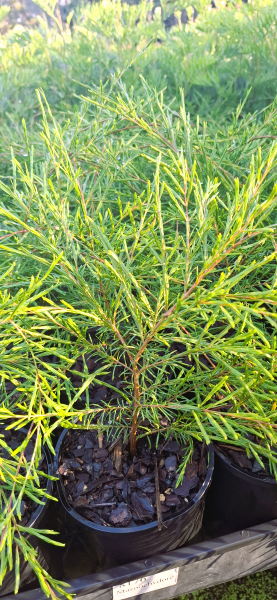 Babingtonia sp. Clarence River (syn. Baeckea)