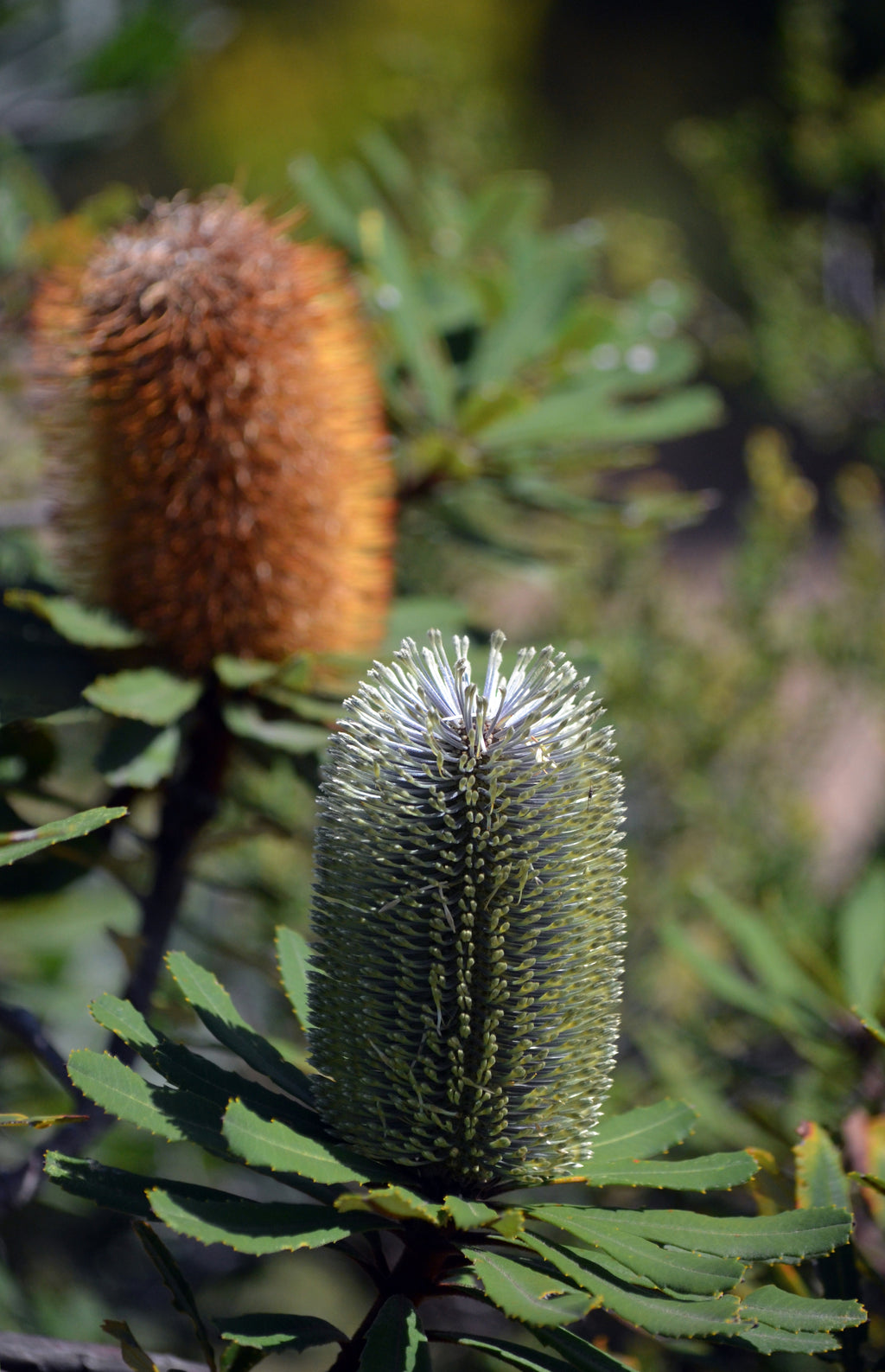 Banksia oblongifolia