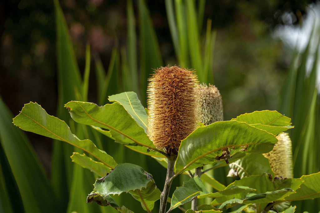 Banksia robur