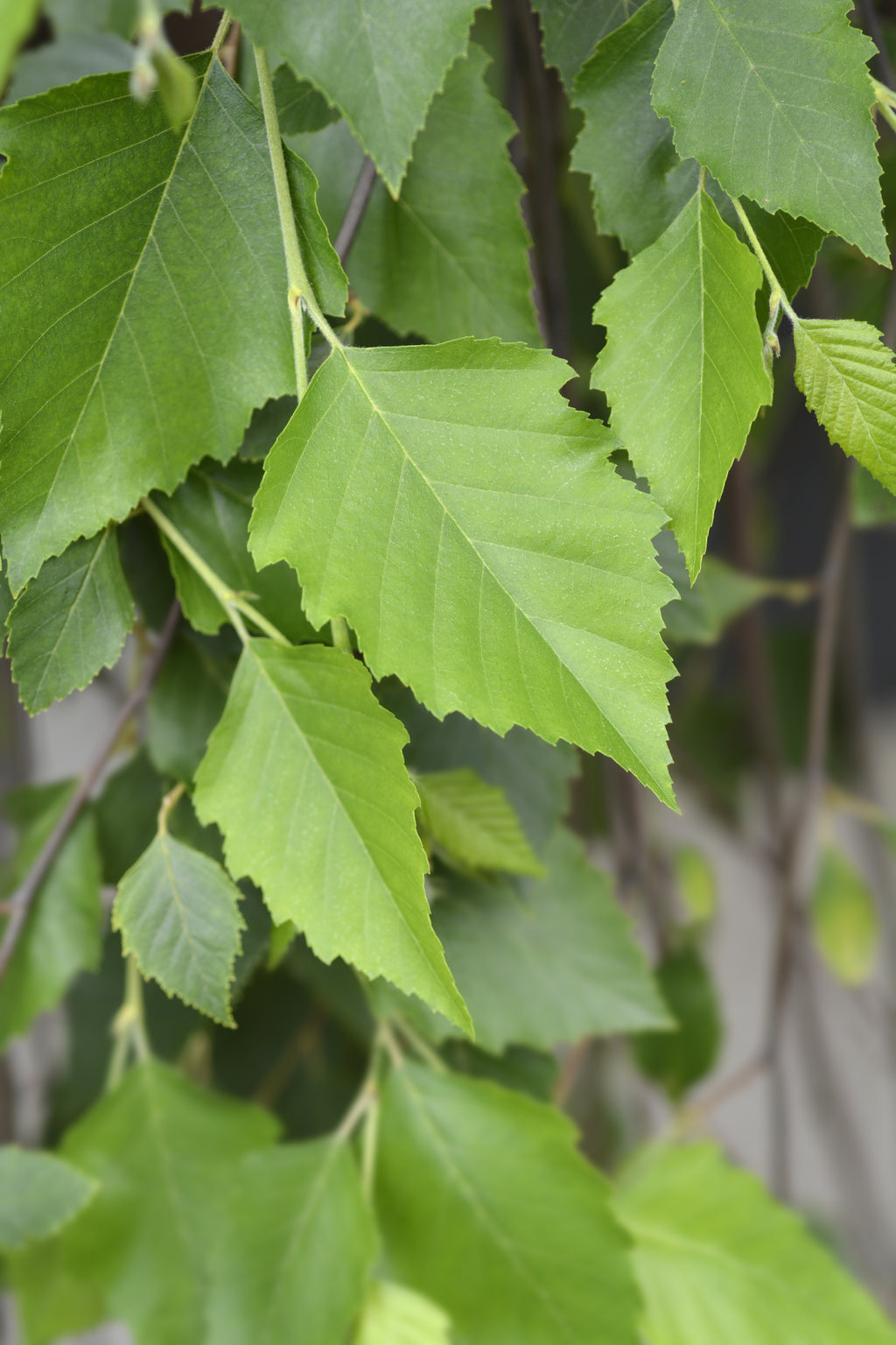 Betula nigra Summer Cascade