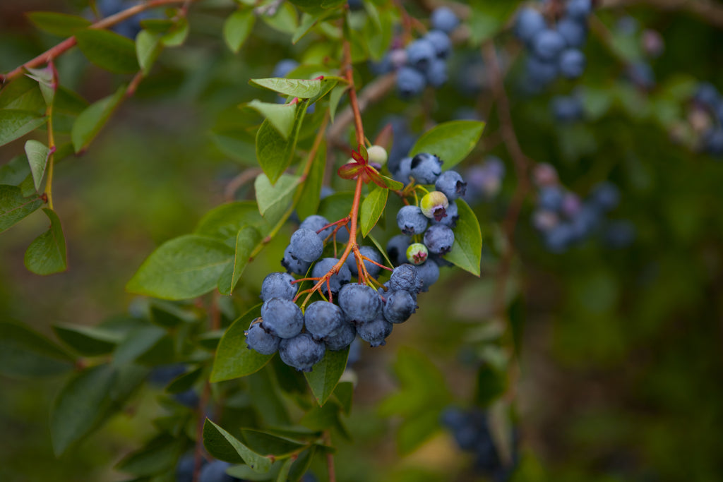 Blueberry - Powder Blue Vaccinium spp.